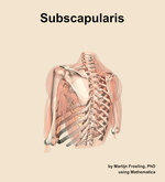 The subscapularis muscle of the shoulder - orientation 3
