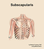 The subscapularis muscle of the shoulder - orientation 4