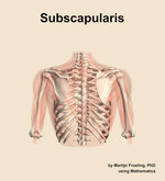 The subscapularis muscle of the shoulder - orientation 5