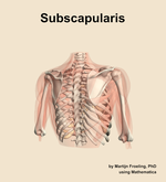 The subscapularis muscle of the shoulder - orientation 6