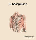 The subscapularis muscle of the shoulder - orientation 7