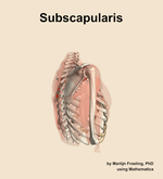 The subscapularis muscle of the shoulder - orientation 8