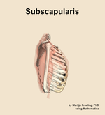 The subscapularis muscle of the shoulder - orientation 9