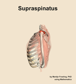 The supraspinatus muscle of the shoulder - orientation 1