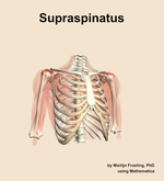 The supraspinatus muscle of the shoulder - orientation 12