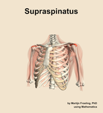 The supraspinatus muscle of the shoulder - orientation 14