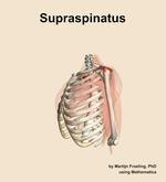 The supraspinatus muscle of the shoulder - orientation 16