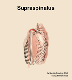 The supraspinatus muscle of the shoulder - orientation 2