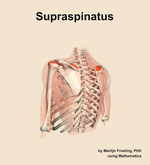 The supraspinatus muscle of the shoulder - orientation 3