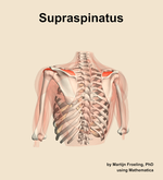 The supraspinatus muscle of the shoulder - orientation 4