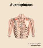 The supraspinatus muscle of the shoulder - orientation 5