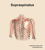 The supraspinatus muscle of the shoulder - orientation 6