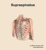 The supraspinatus muscle of the shoulder - orientation 7