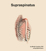The supraspinatus muscle of the shoulder - orientation 8