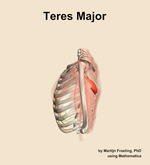 The teres major muscle of the shoulder - orientation 1