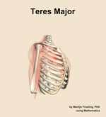 The teres major muscle of the shoulder - orientation 10