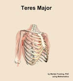 The teres major muscle of the shoulder - orientation 11