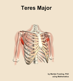 The teres major muscle of the shoulder - orientation 12