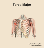 The teres major muscle of the shoulder - orientation 14