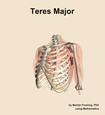 The teres major muscle of the shoulder - orientation 15