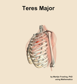 The teres major muscle of the shoulder - orientation 16
