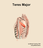 The teres major muscle of the shoulder - orientation 2