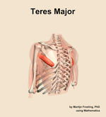 The teres major muscle of the shoulder - orientation 3