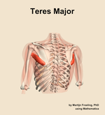 The teres major muscle of the shoulder - orientation 4