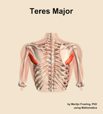 The teres major muscle of the shoulder - orientation 5