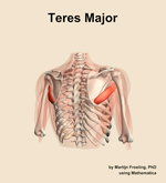 The teres major muscle of the shoulder - orientation 6