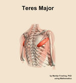 The teres major muscle of the shoulder - orientation 7