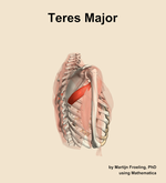 The teres major muscle of the shoulder - orientation 8
