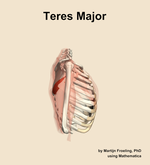The teres major muscle of the shoulder - orientation 9