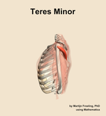 The teres minor muscle of the shoulder - orientation 1