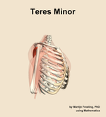 The teres minor muscle of the shoulder - orientation 10