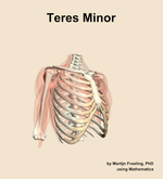 The teres minor muscle of the shoulder - orientation 11