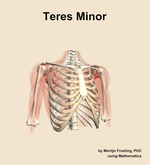 The teres minor muscle of the shoulder - orientation 12