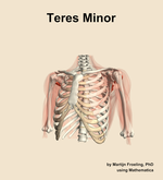 The teres minor muscle of the shoulder - orientation 14