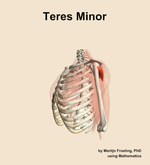 The teres minor muscle of the shoulder - orientation 16