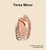 The teres minor muscle of the shoulder - orientation 2