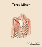 The teres minor muscle of the shoulder - orientation 3