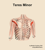 The teres minor muscle of the shoulder - orientation 4