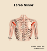 The teres minor muscle of the shoulder - orientation 5
