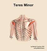 The teres minor muscle of the shoulder - orientation 6