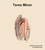 The teres minor muscle of the shoulder - orientation 8