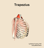 The trapezius muscle of the shoulder - orientation 10