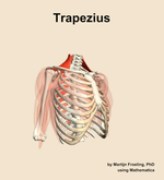 The trapezius muscle of the shoulder - orientation 11
