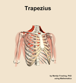 The trapezius muscle of the shoulder - orientation 12