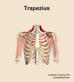 The trapezius muscle of the shoulder - orientation 13