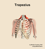 The trapezius muscle of the shoulder - orientation 14